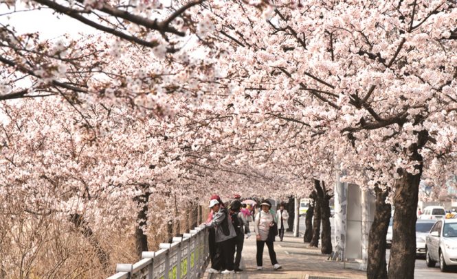 10 Places To See Cherry Blossoms Other Than Japan Destinasian