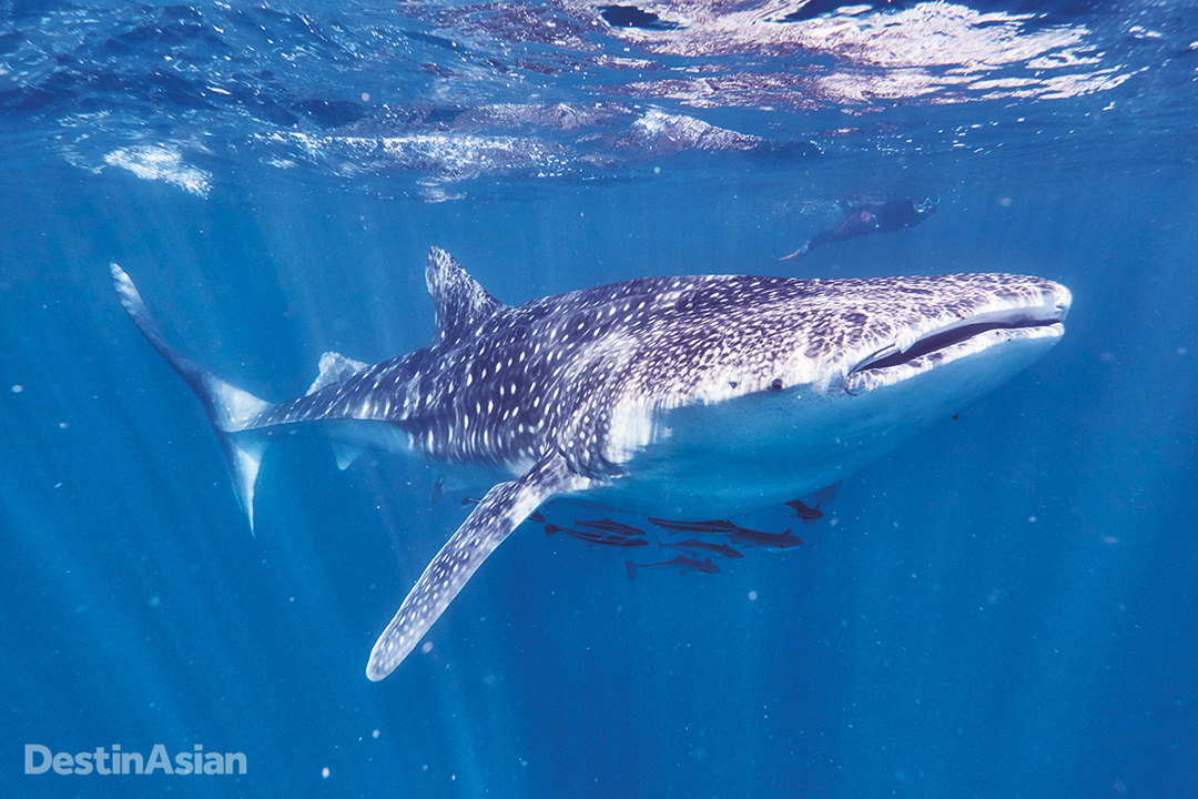 Whale sharks arrive at Ningaloo Reef for a few months after the full moon in March, which is when the coral begins to spawn.