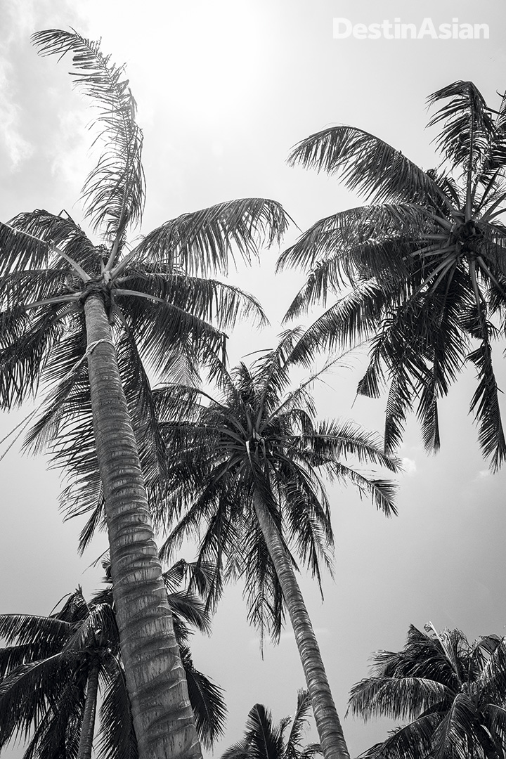 Coconut palms on Sao Beach. 