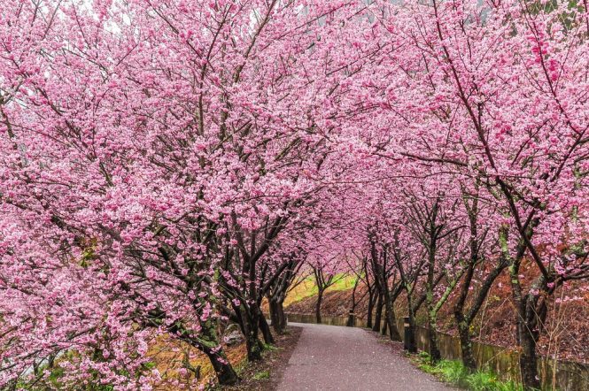 10 Places To See Cherry Blossoms Other Than Japan Destinasian