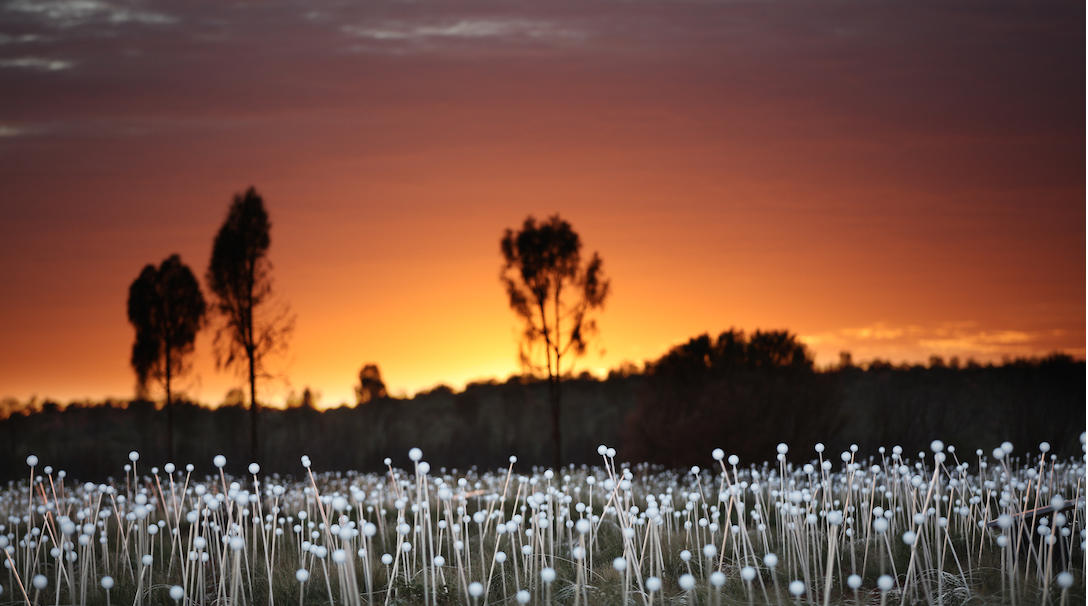 Field of Light_0X0A1242