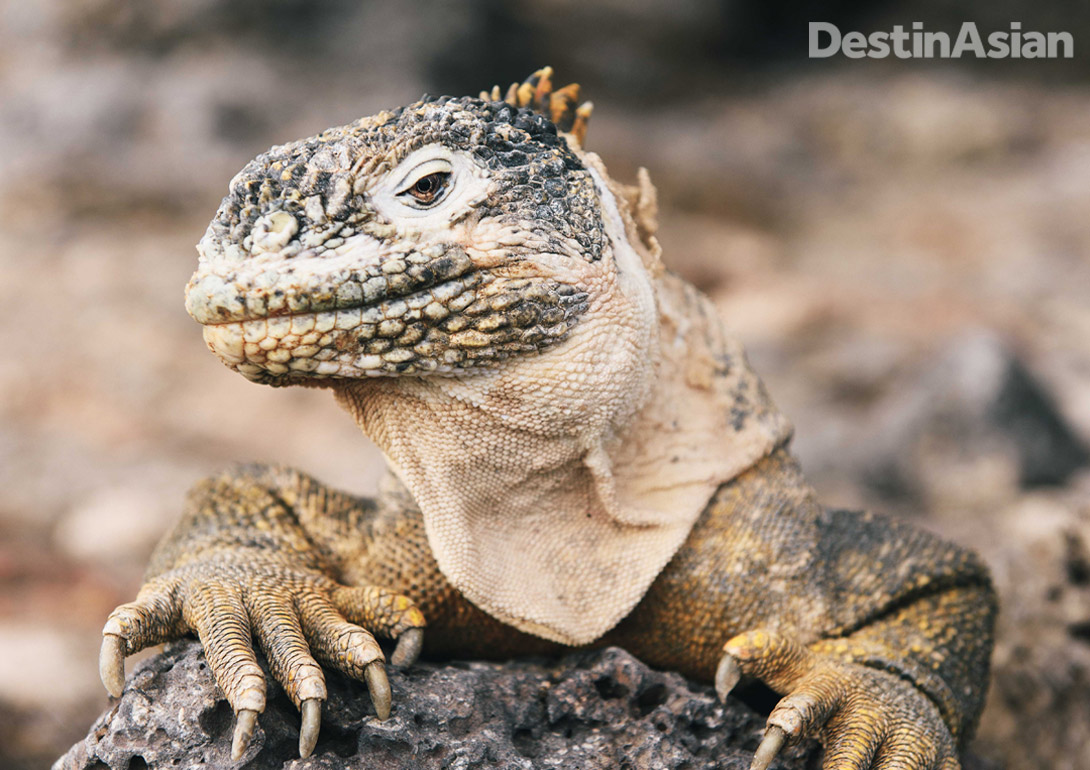 Three species of land iguana are endemic to the Galápagos, having evolved in isolation over millions of years from an ancestor shared with their near cousins the marine iguana.