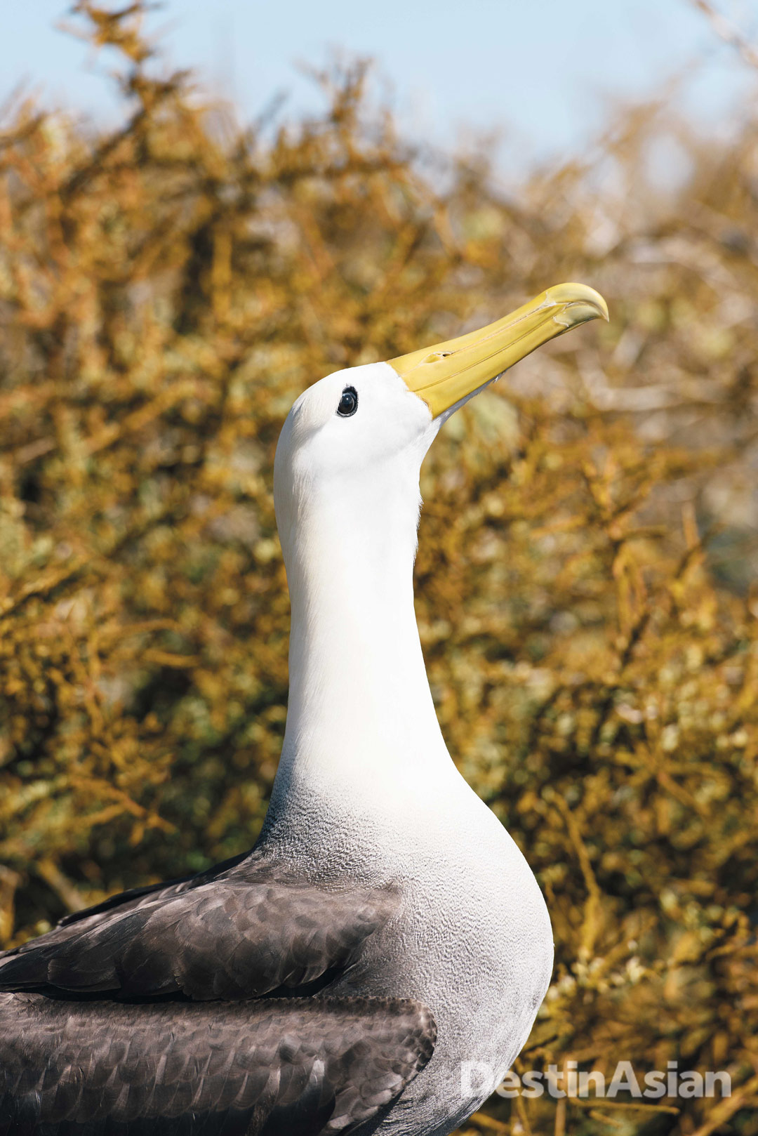 A waved albatross struts its stuff in the nesting grounds of Punta Suárez.