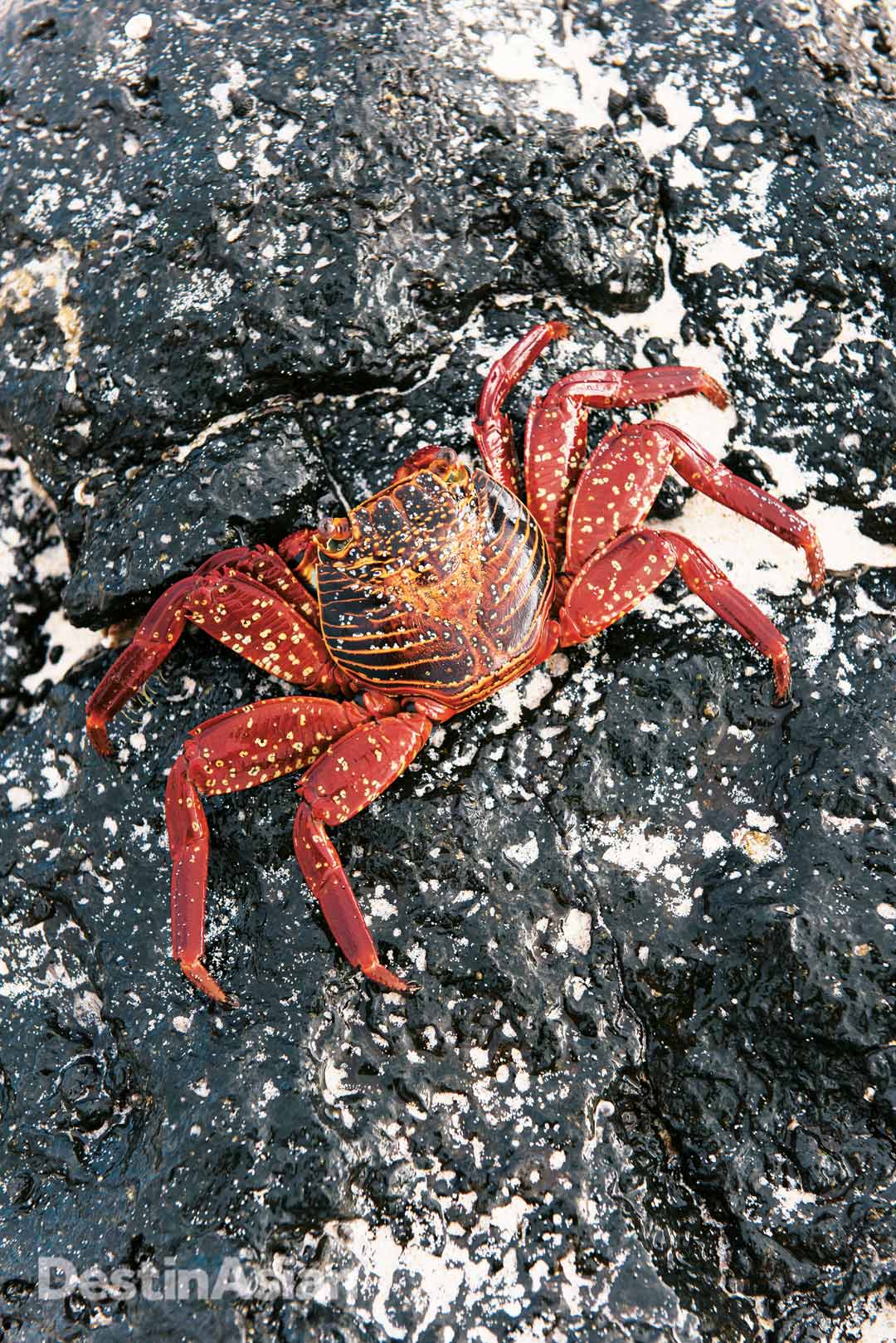 A Sally Lightfoot crab clinging to lava rock on the shores of San Cristóbal.