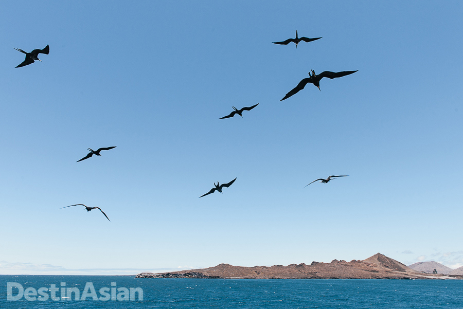 A flight of frigate birds en route to Bartolomé Island.