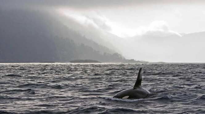 Orca sightings are commonplace in Haida Gwaii from May to October. Photo by Kevin Lanthier/ Getty Images.