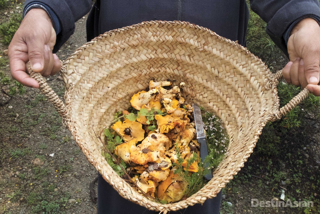 A basketful of chanterelles with wild lavender and other foraged herbs destined for the kitchen.