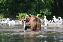 a Kamchatka brown bear coming to grips with lunch in Kurilskoye Lake.