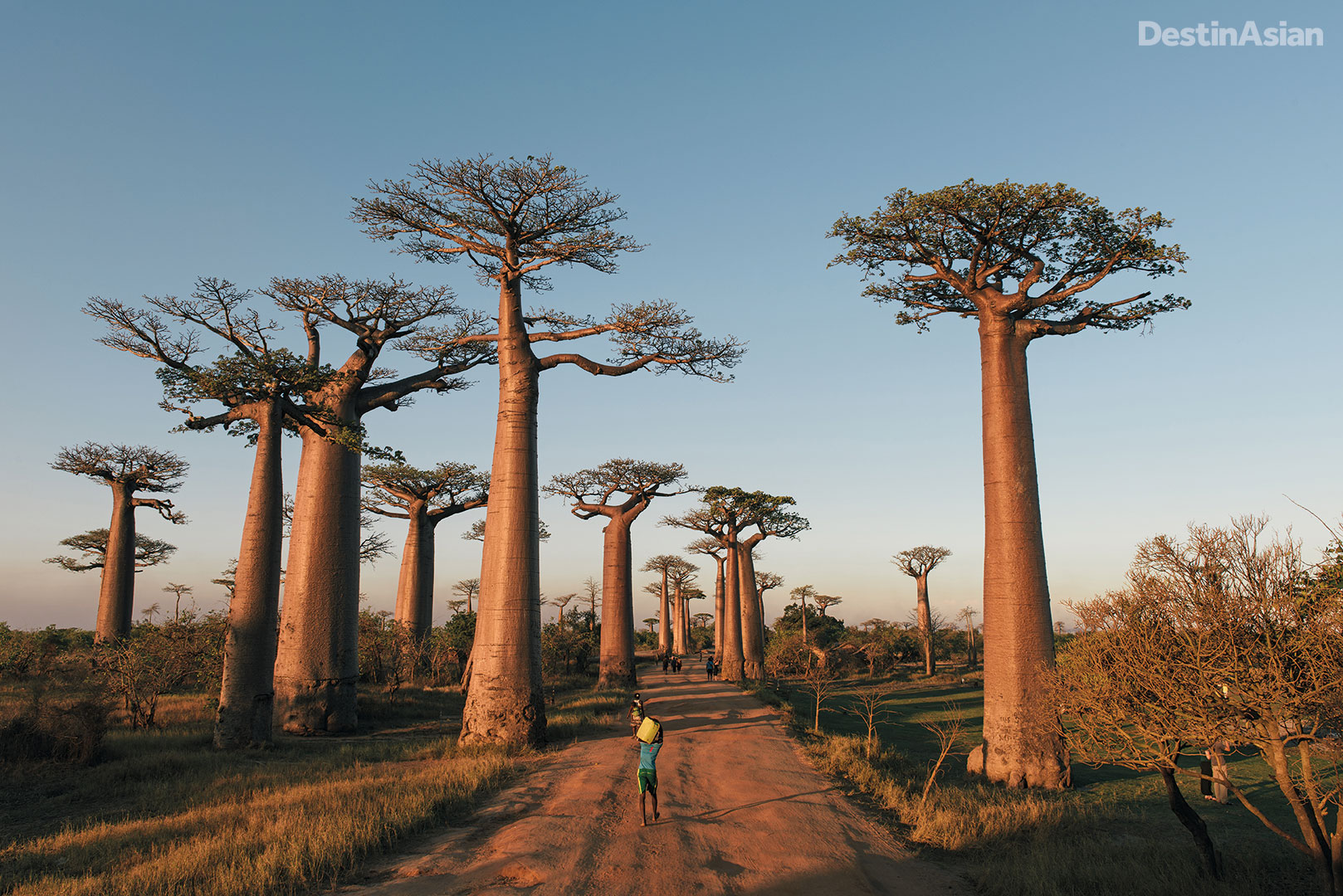The Avenue of the Baobabs is one of Madagascar's most memorable sights. 