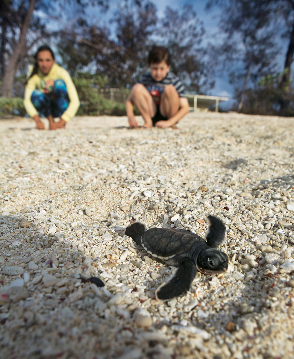 Come the hatching season, guests can watch baby green sea turtles take their first steps toward the ocean.