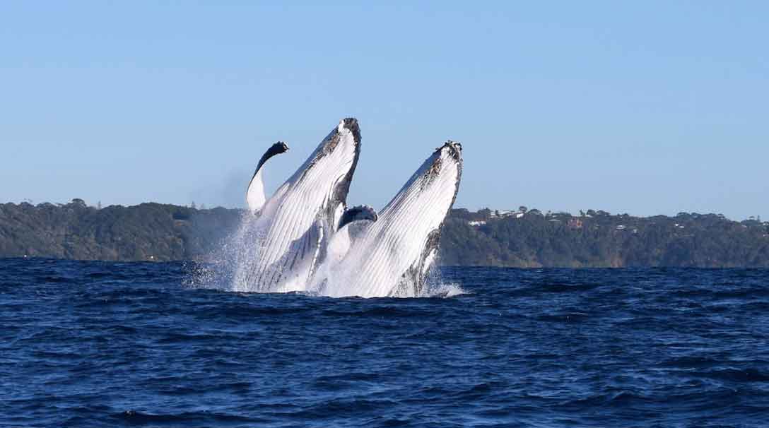 Double breaching whales spotted in Port Macquarie. Photo from the New South Wales tourism board.