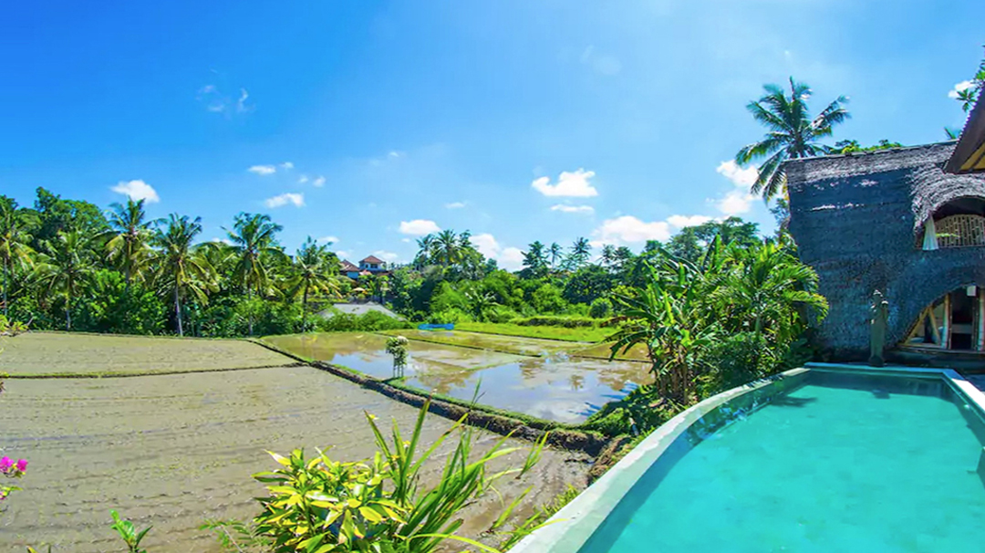 Direct view from the room of the private pool and rice paddies.
