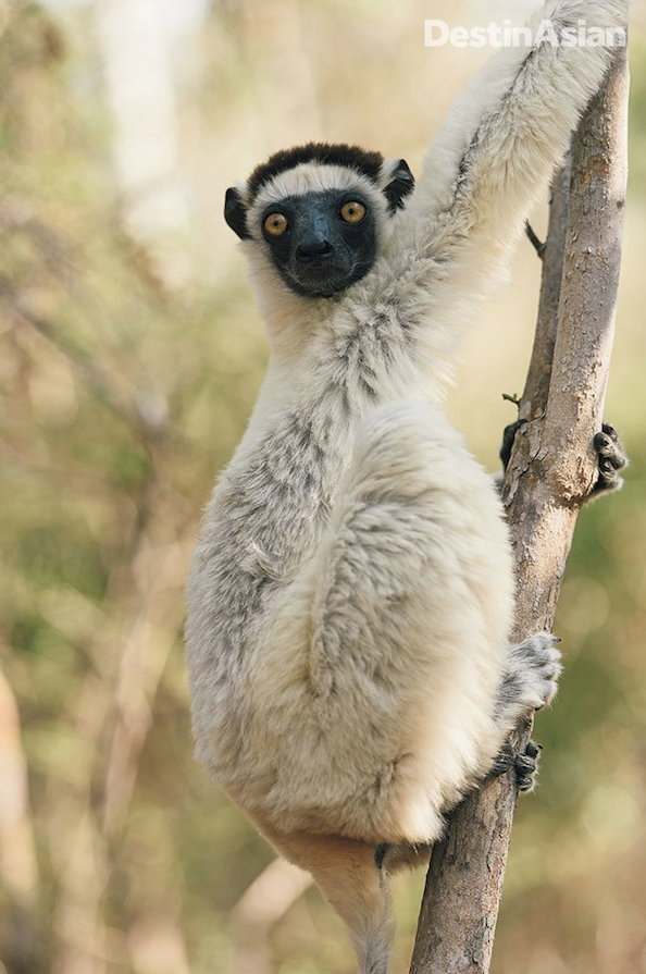 The Verreaux's sifaka is among Madagascar's 100-plus lemur species. 