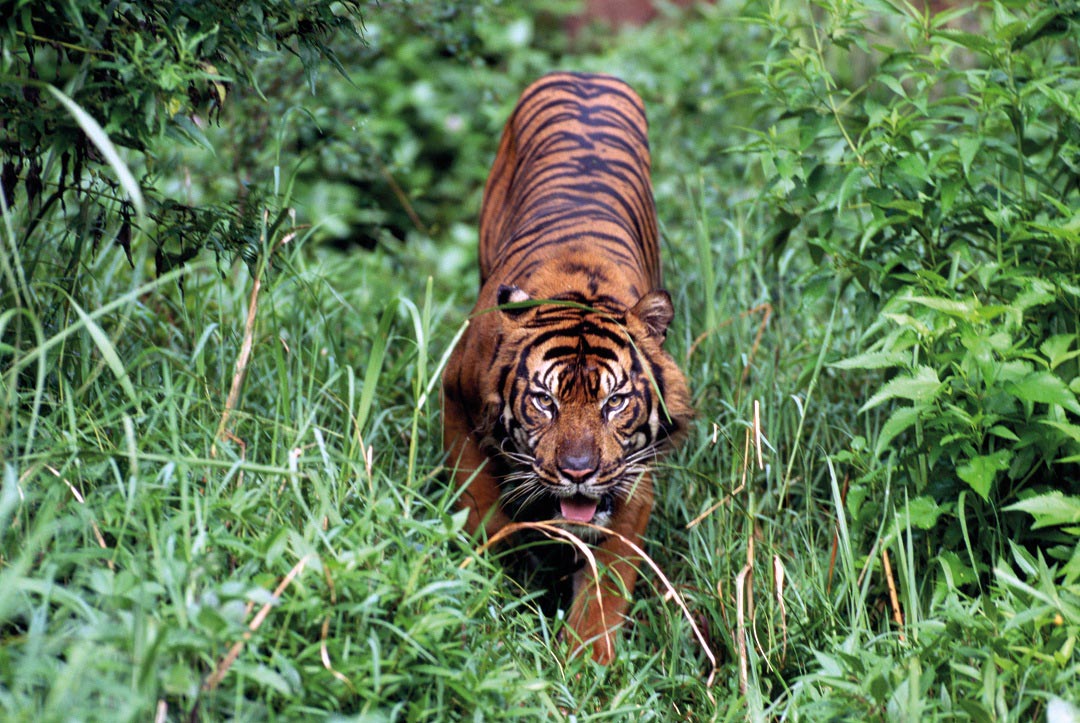 Kerinci Seblat is a vital stronghold for the Sumatran tiger.