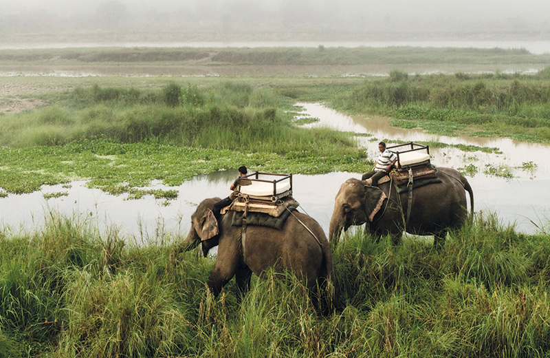 Mahouts and their mounts waiting to take lodge guests on an elephant safari.