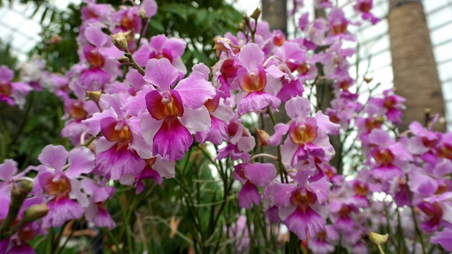 Look out for the Vanda orchids, as pictured here. 