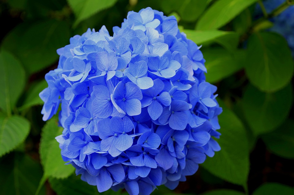 Indulge your eyes in the captivating Ajisai (hydrangeas) flowers