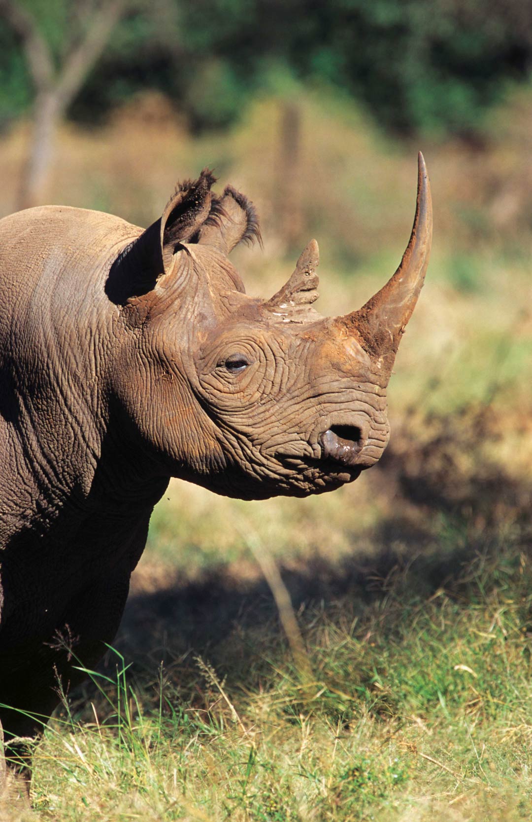 Black rhinos are finding a new lease on life in Kenya.