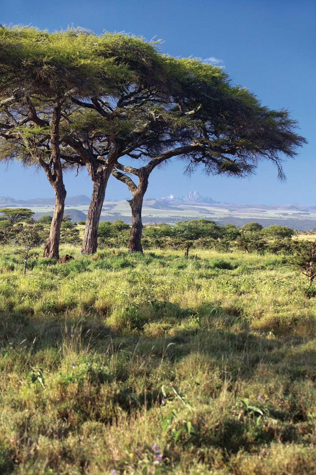 A view across the grasslands of Lewa Conservancy to the rugged peaks of Mount Kenya.