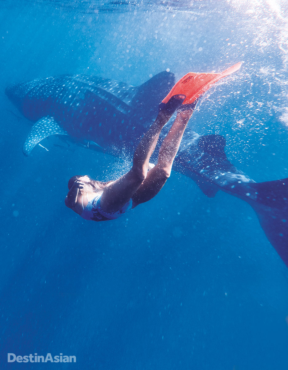 An encounter with a whale shark at Ningaloo Reef.