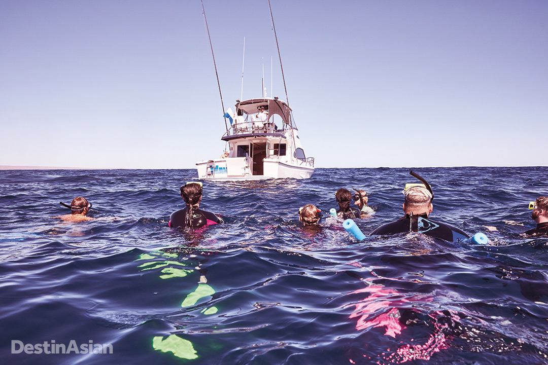 Wave Rider, the new launch at Sal Salis, takes guests on swimming expeditions with whale sharks and humpback whales.