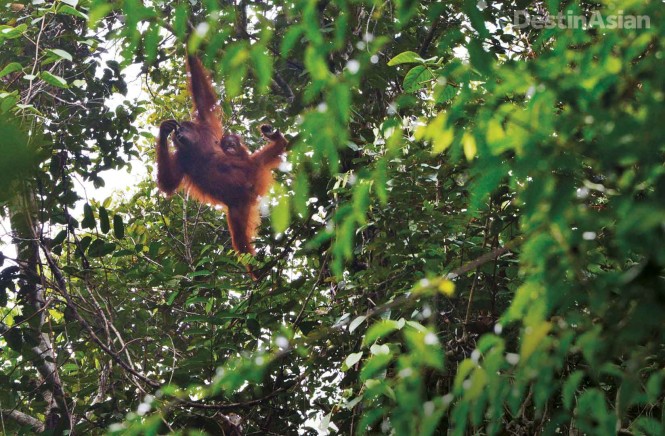 A mother orangutan and her baby, spotted en route to the Mawang River.