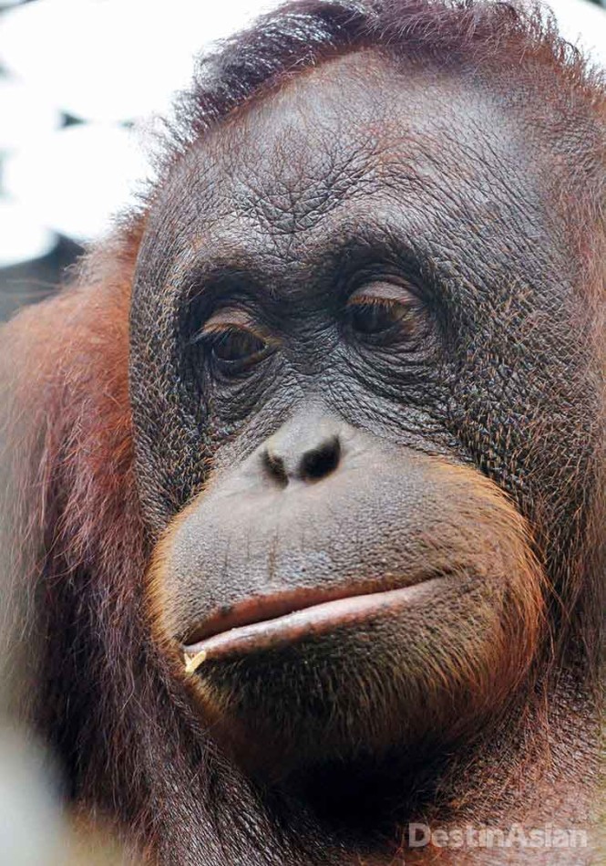Close encounters with wild orangutans are not recommended, but residents of Matang Wildlife Centre near Kuching, the Sarawak state capital, are considerably more approachable.
