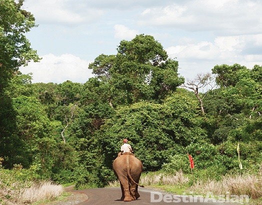 Elephant Preservation