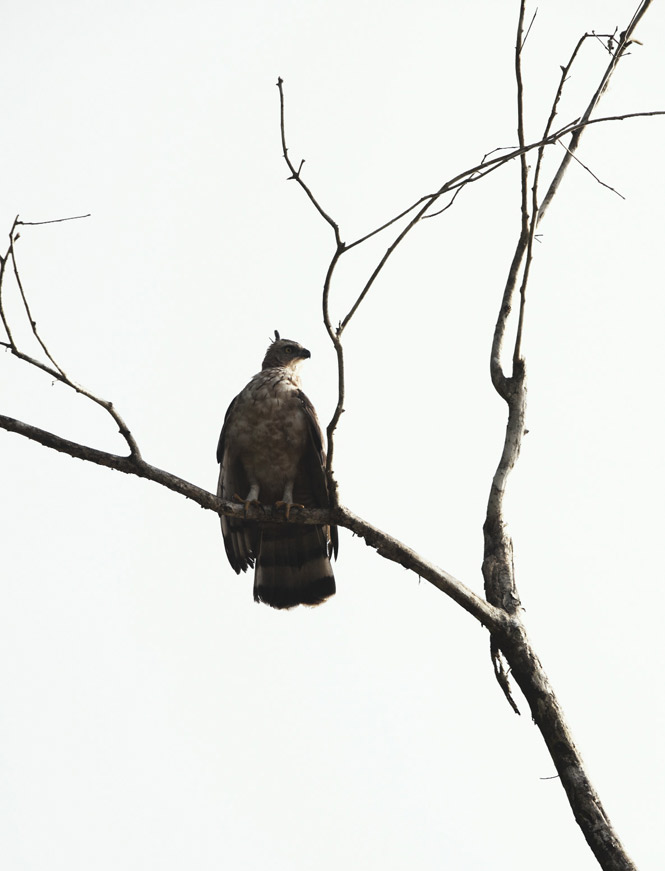 A crested serpent eagle perched above the Kinabatangan.