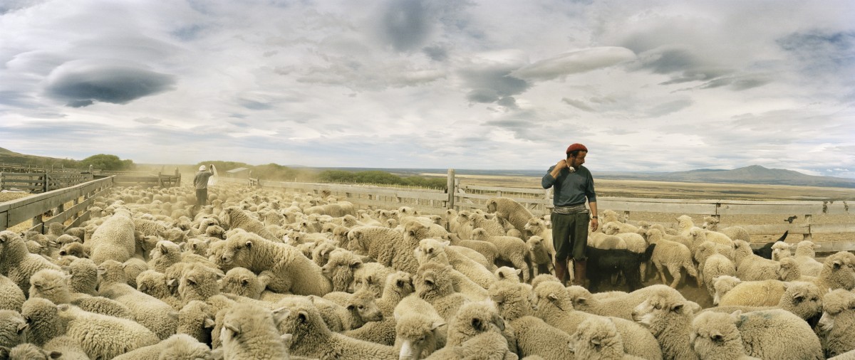 Gaucho Patricio Varcaza in a sheep pen in Estancia Cerro Guido.