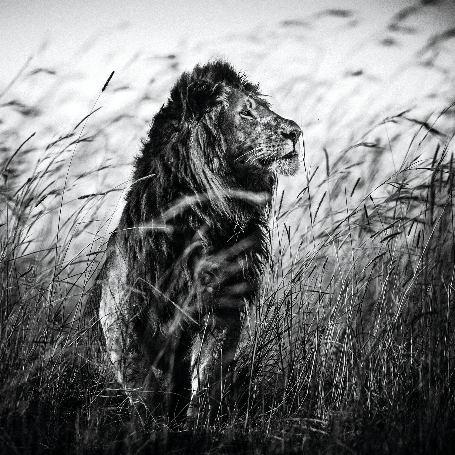 The Family Album of Wild Africa; Lion in the Grass