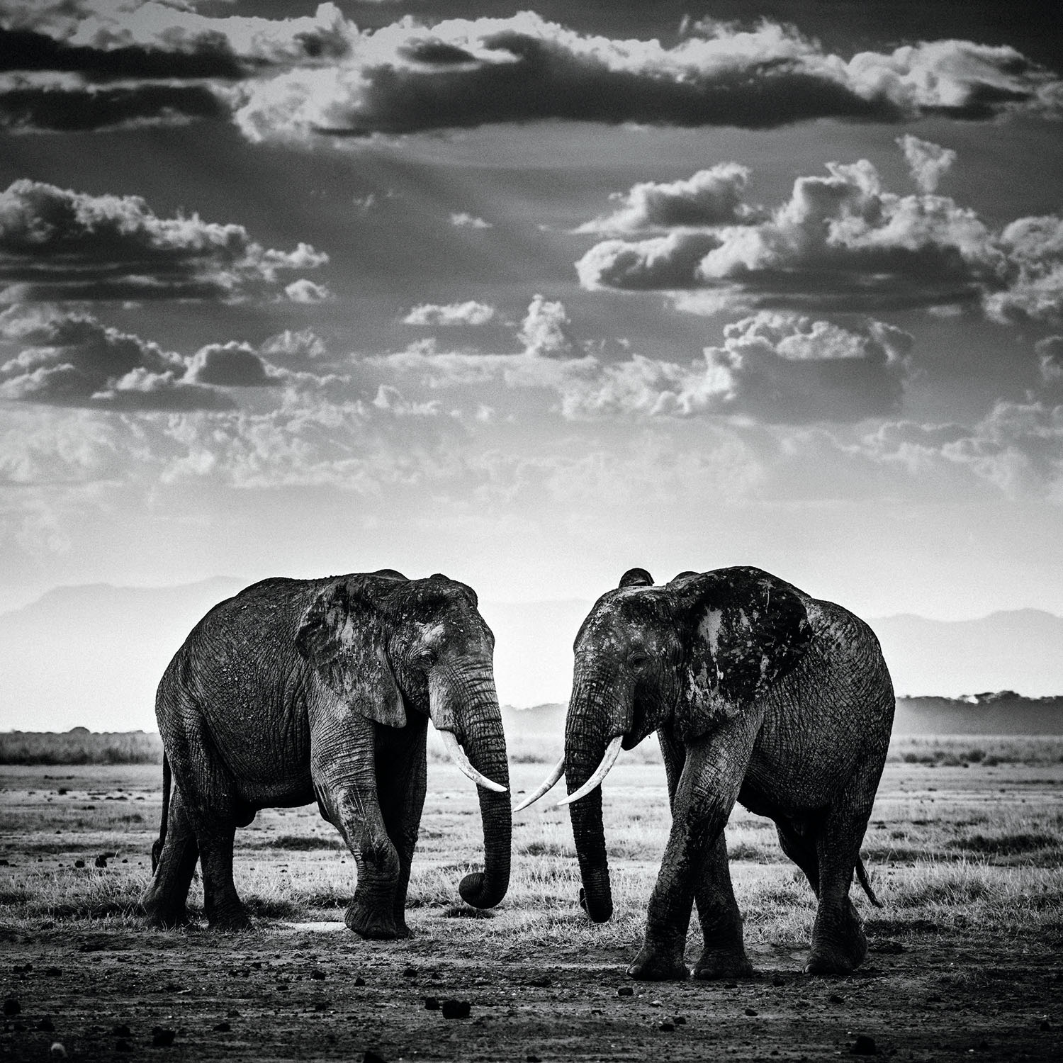 The Family Album of Wild Africa; Elephant - The Road is Closed
