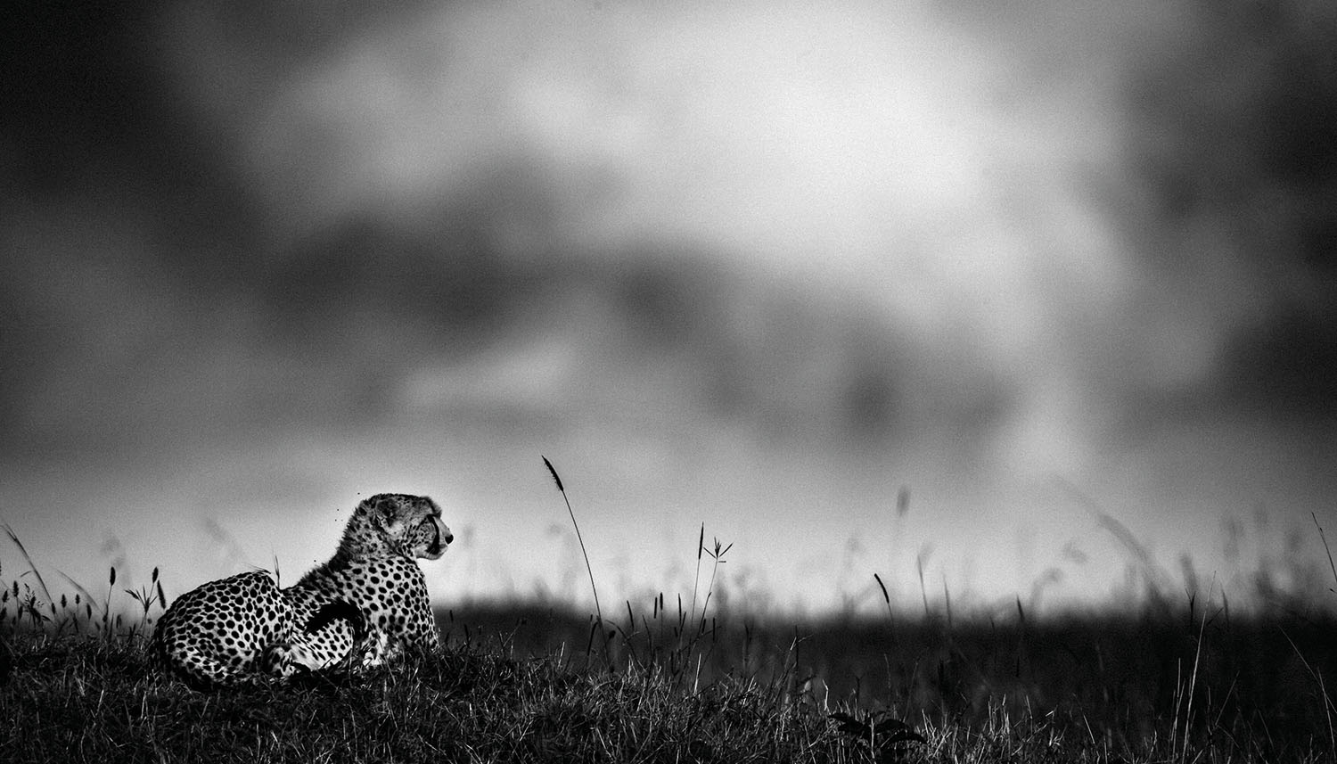 The Family Album of Wild Africa; Cheetah Before the Rain