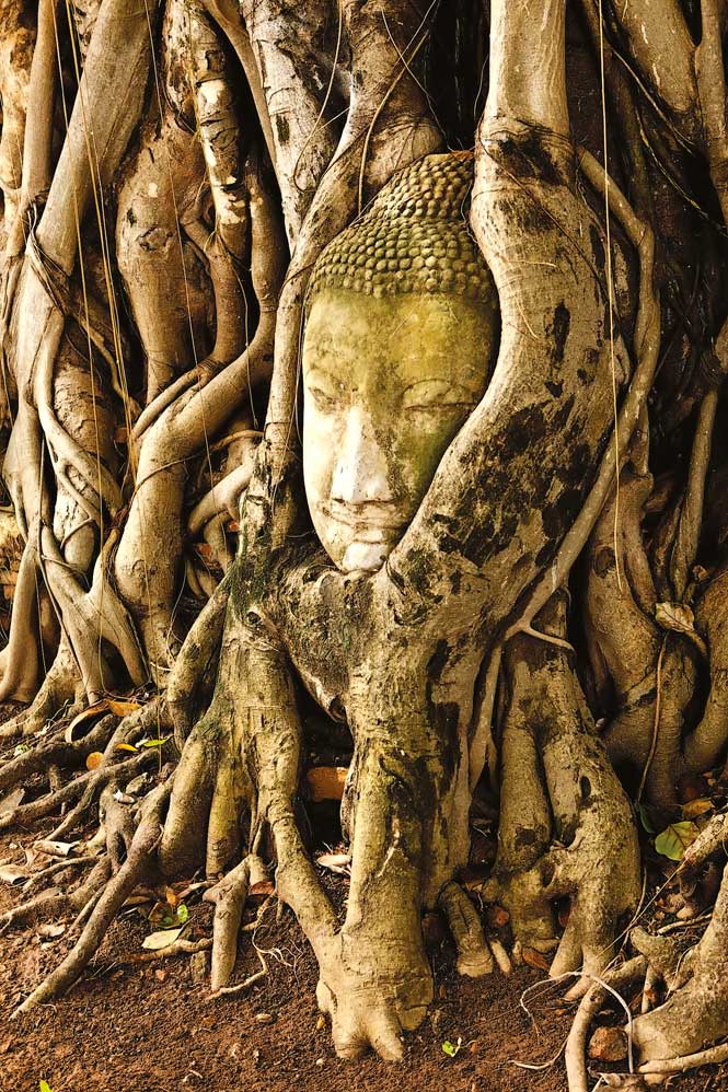 A Buddha head cradled in the roots  of a bodhi tree at Wat Mahathat.
