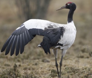 Black-necked Crane in Phobjikha Valley