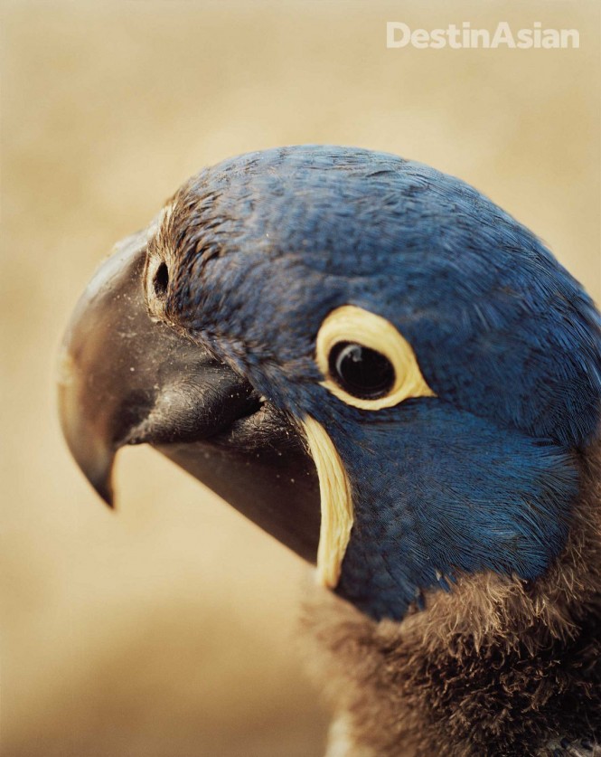 The native hyacinth macaw, saved from extinction.