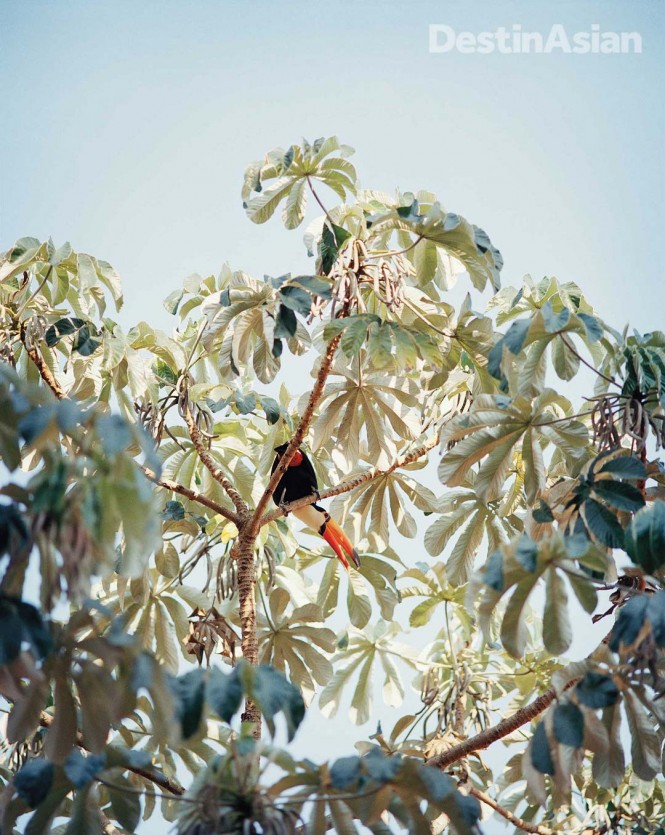 The Pantanal's abundant birdlife includes the toco toucan.