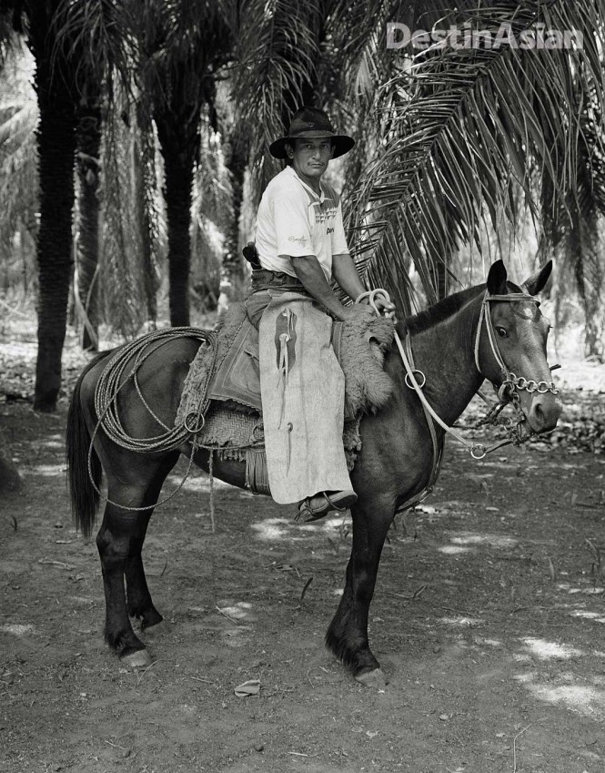 The compact horses of the Pantanal are uniquely adapted to their wetland environment.