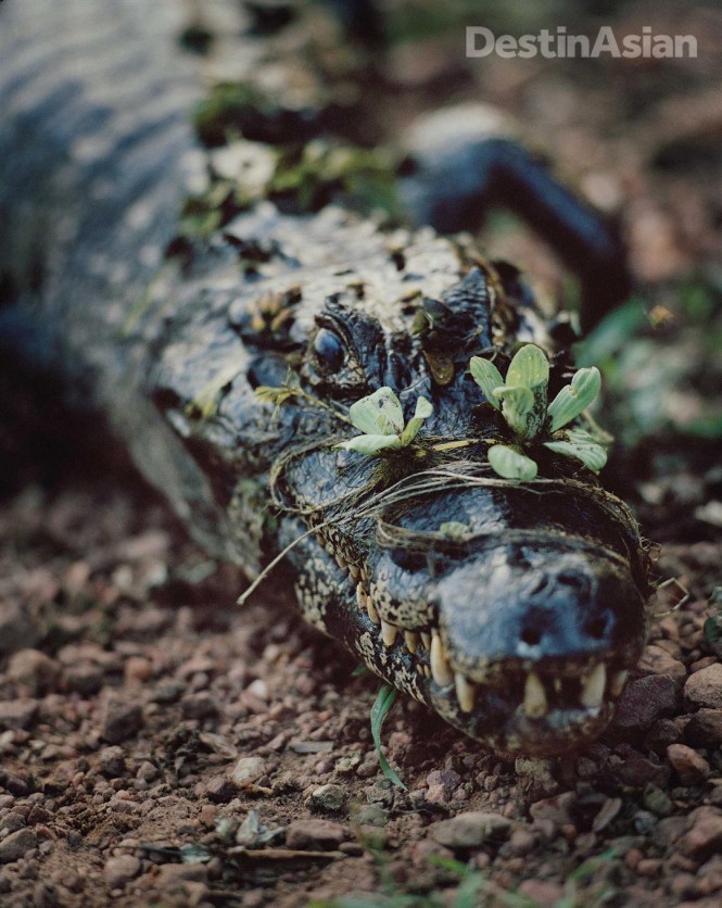 A caiman basking at the edge of a swamp.