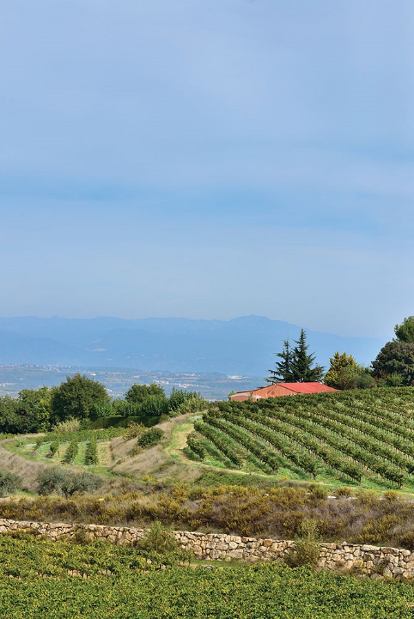 Views across the cava vineyards of Llopart to the multi-peaked mountain Montserrat.