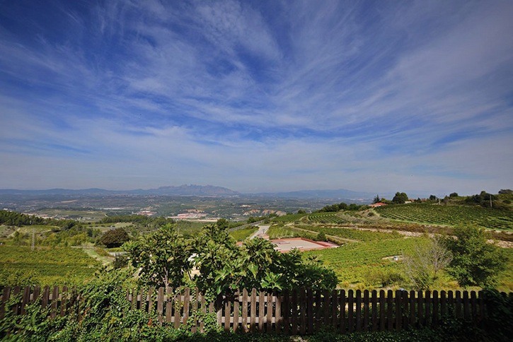 A vineyard view of Montserrat.