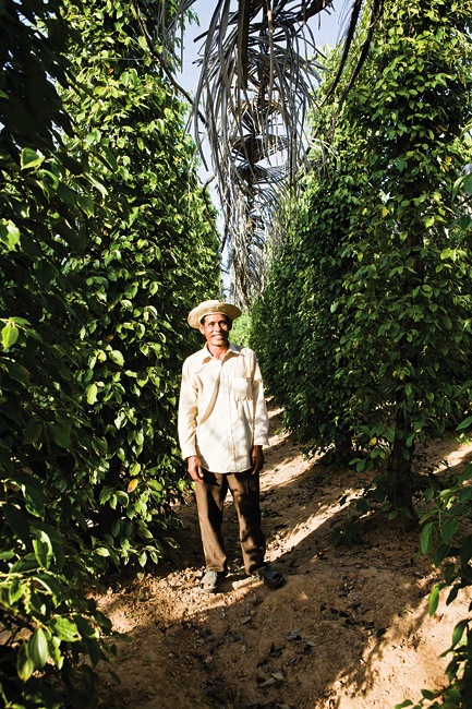 A Cambodian farmer.