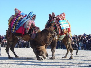 Camel Wrestling Turkey