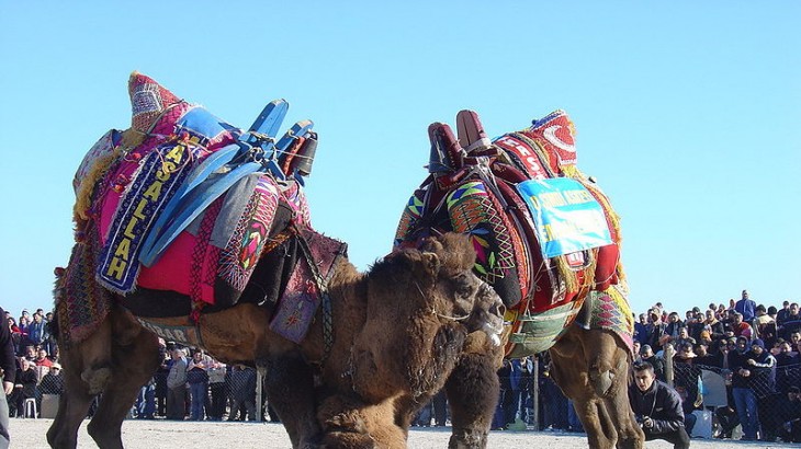 Camel Wrestling Turkey