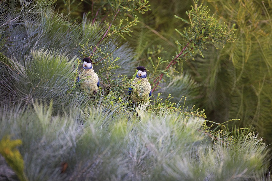 Northern rosellas - a species of Australian parrot - can be spotted throughout the Top End.