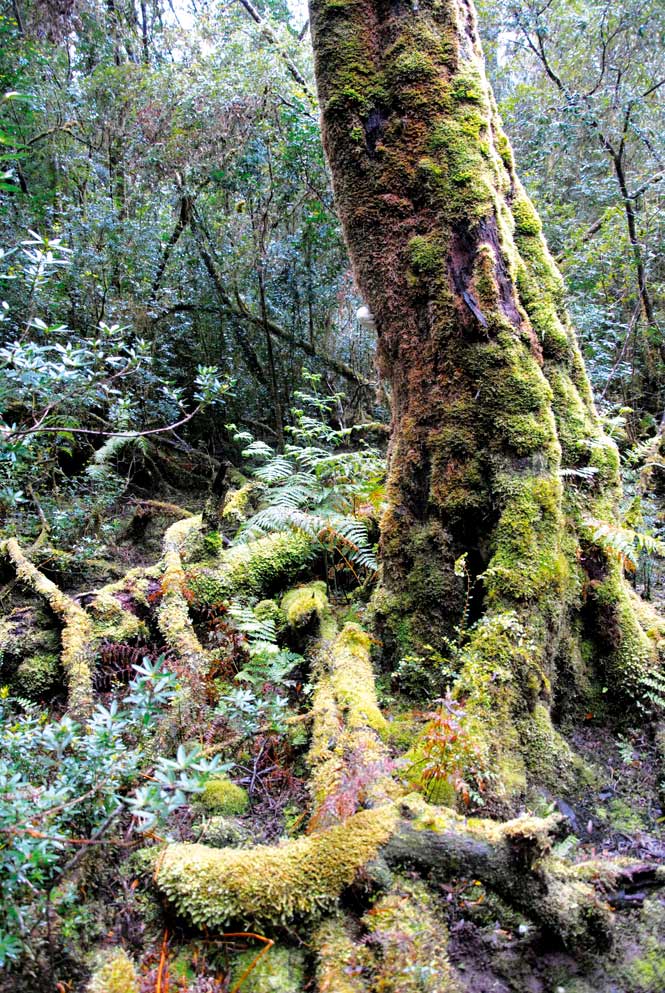 Old-growth rain forest at Hellyer Gorge.