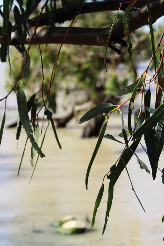 Eucalyptus leaves frame a view of lake peery