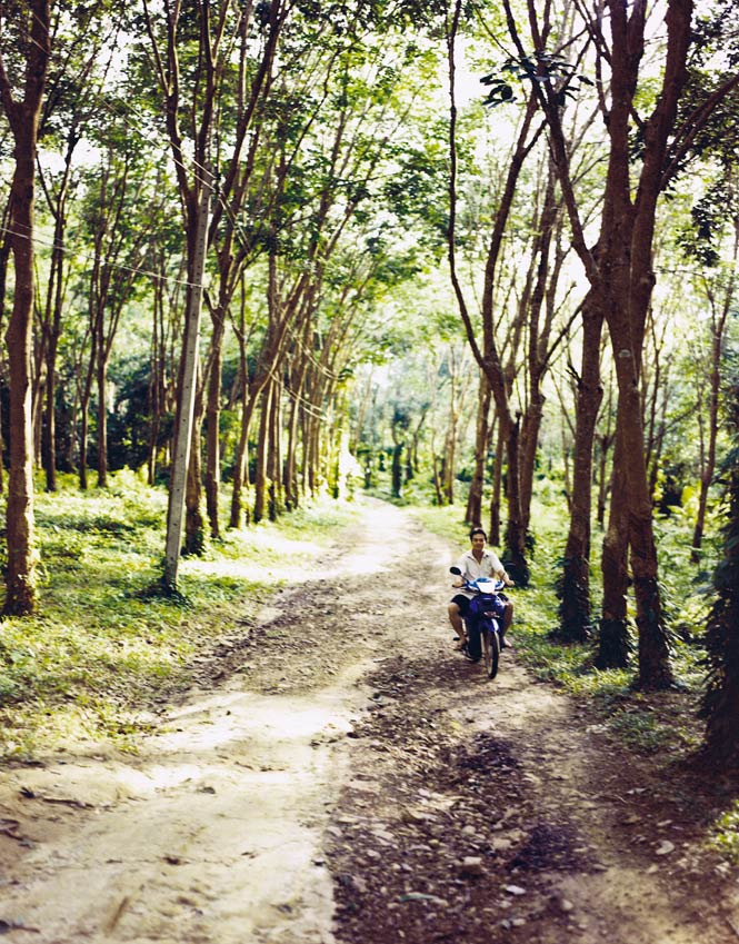 Rubber plantations provide the chief livelihood for the people of Koh Mook. 