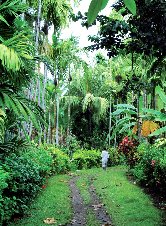 A palm-shrouded footpath on Kranget Island, two kilometers offshore from Madang town.