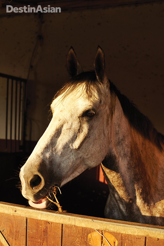 One of the horses stabled at Le Cioccaie riding center.